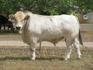 Wyoming Jack sells as part of our sale team at the Rockhampton Februrary All Breeds Sale 2016