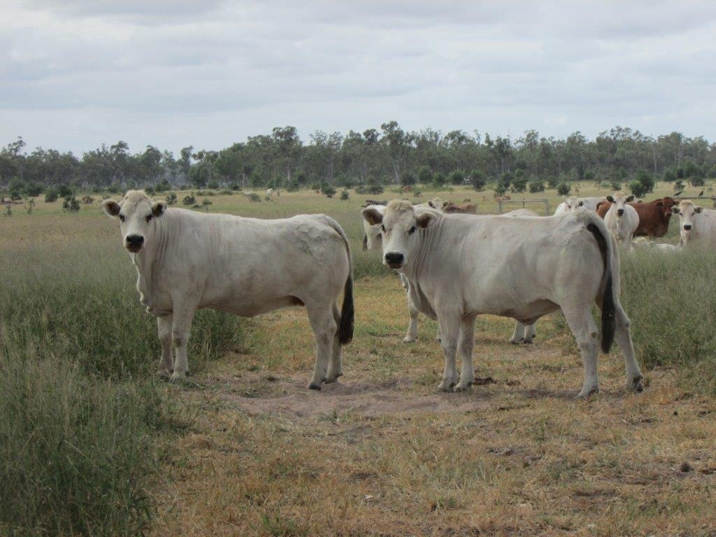 Stud Cows