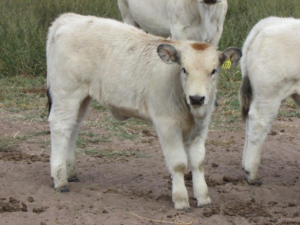 Stud Heifer (by Severino)