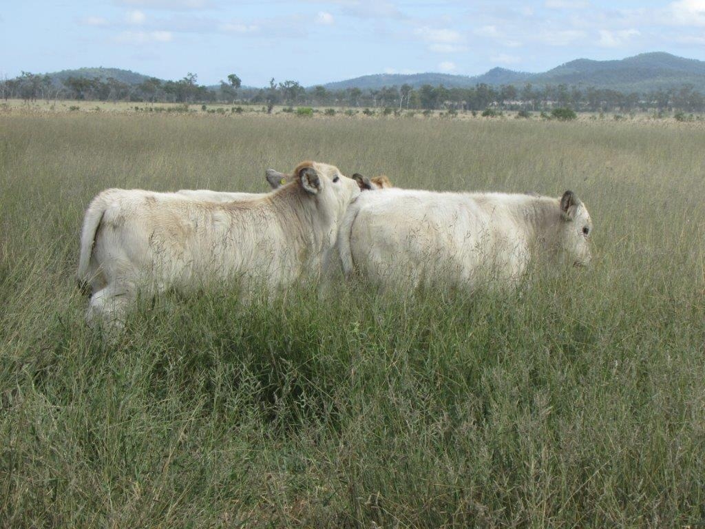 Severino Calves