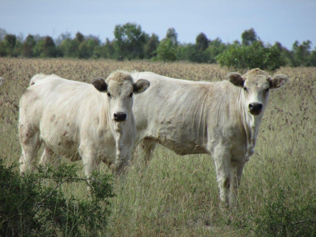 Stud Heifers