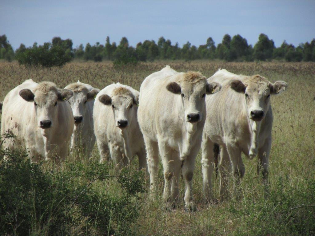 Stud Heifers