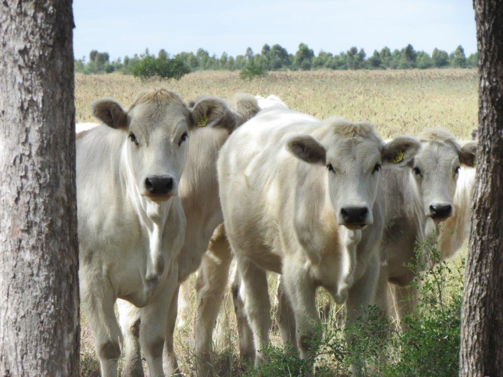 Stud Heifers