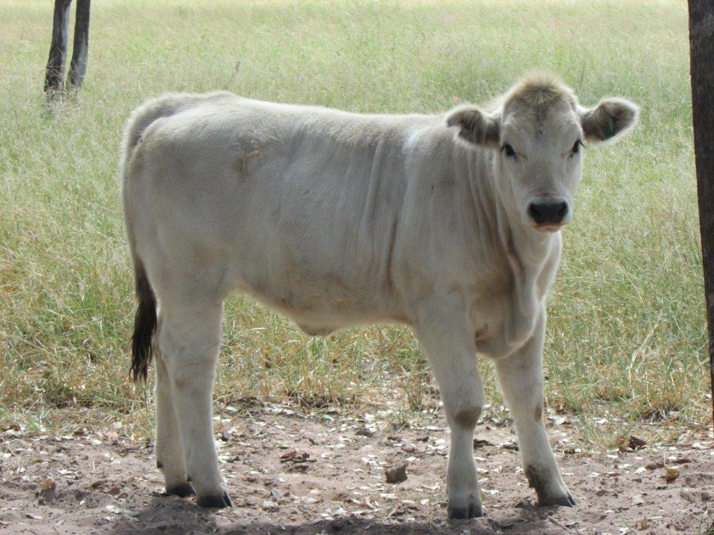 Wyoming Lily (Polled)