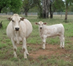 A Purebred Romagnola Female with polled halfbred Brahman calf