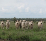 Polled halfbred (Romagnola/Brahman) maiden heifers