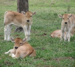 "Sacco" & "Severino" calves born December 2014