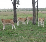 "Sacco" & "Severino" calves born December 2014