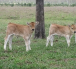 "Sacco" & "Severino" calves born December 2014