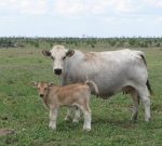 Wyoming Catalina with her "Sacco" bull calf