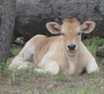 A Wyoming Conrad calf