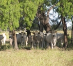 Purebred Romagnola feamles