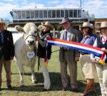 Grand Champion Romagnola Exhibit EKKA 2014 Wyoming Firefly - Photo Courtesy of QCL