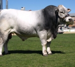 Wyoming Flynn - Ekka 2012.  Photo Courtesy of QCL