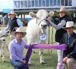 Champion Romagnola Female EKKA 2014 Wyoming Firefly - Photo Courtesy of QCL